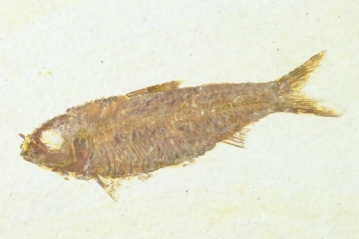 Detailed, Fossil Fish (Knightia) - Wyoming #143437